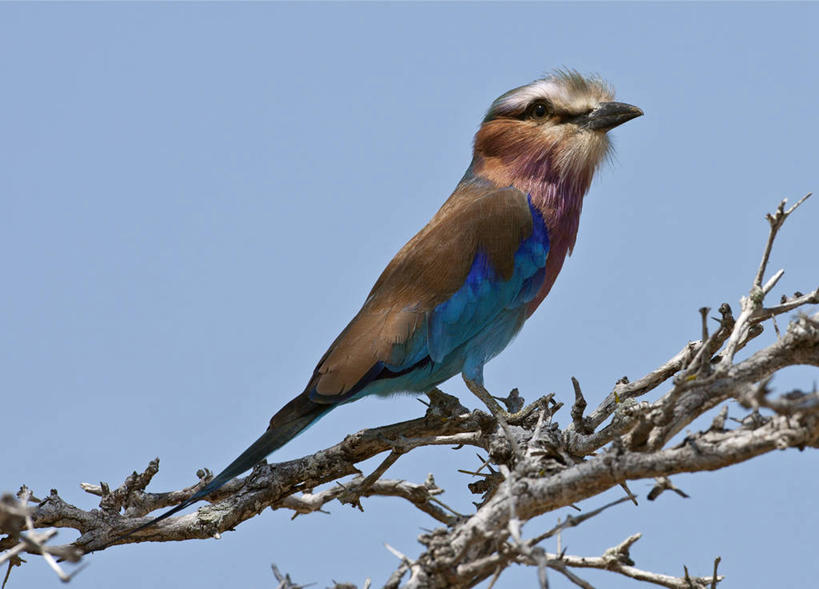 无人,横图,野生动物,非洲,坦桑尼亚,鸟类,摄影,东非,彩图,紫胸佛法僧鸟