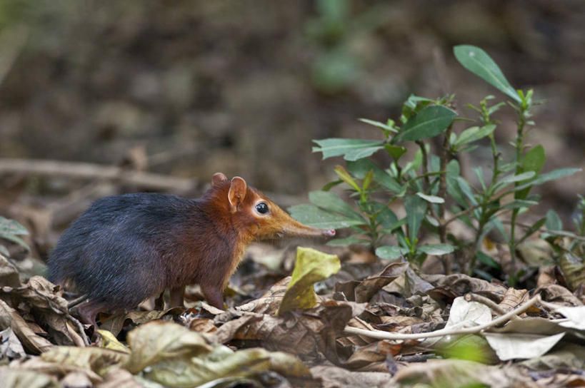 无人,横图,野生动物,叶子,非洲,坦桑尼亚,摄影,象鼩,东非,地鼠,彩图