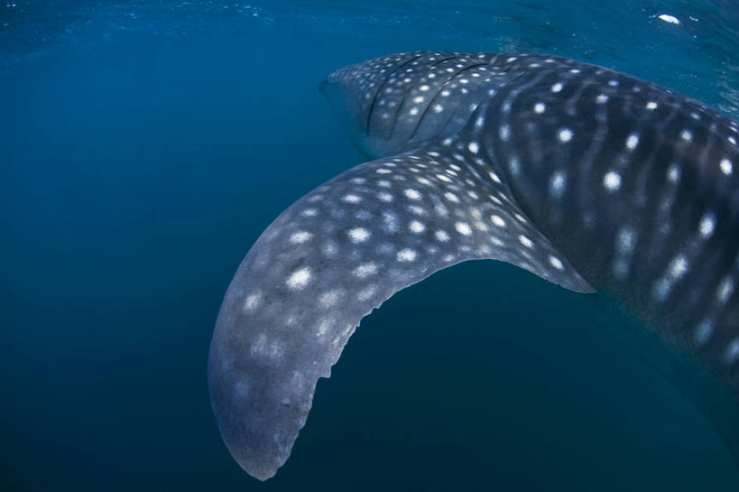 游泳,无人,横图,旅游,水下,海洋,鲨鱼,非洲,吉布提,鱼类,摄影,呼吸管,喂养,水中呼吸器,鲸鲨,冒险,彩图,旅行,水肺潜水