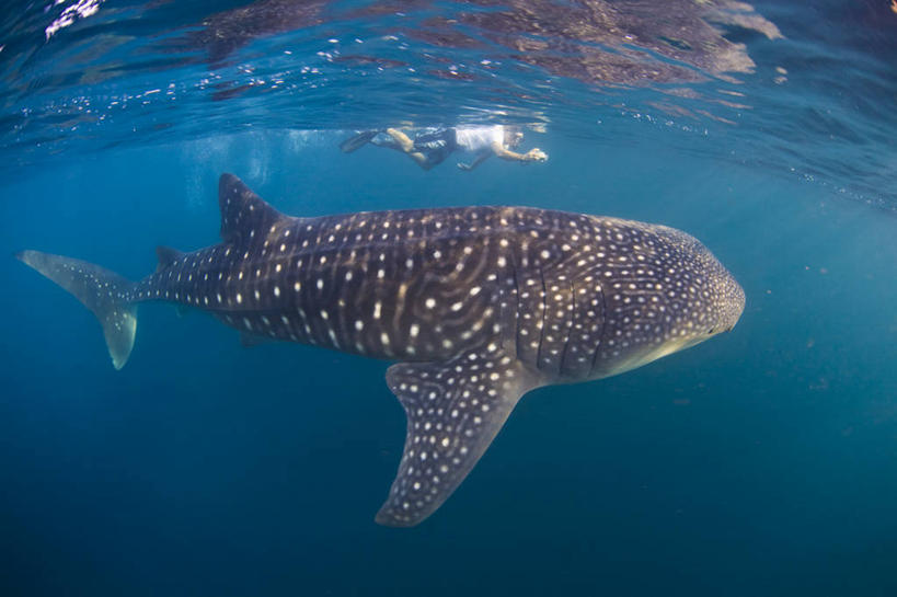 游泳,无人,横图,旅游,水下,海洋,鲨鱼,非洲,吉布提,鱼类,蓝色,摄影,呼吸管,浮潜,喂养,水中呼吸器,鲸鲨,冒险,彩图,旅行,水肺潜水