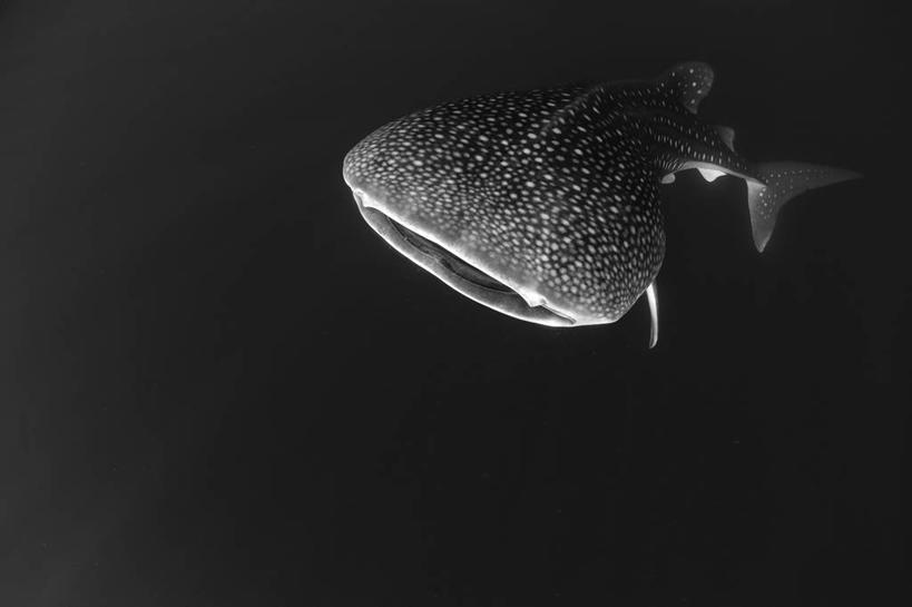 游泳,无人,横图,旅游,水下,海洋,鲨鱼,非洲,吉布提,鱼类,摄影,呼吸管,喂养,水中呼吸器,鲸鲨,冒险,彩图,旅行,水肺潜水