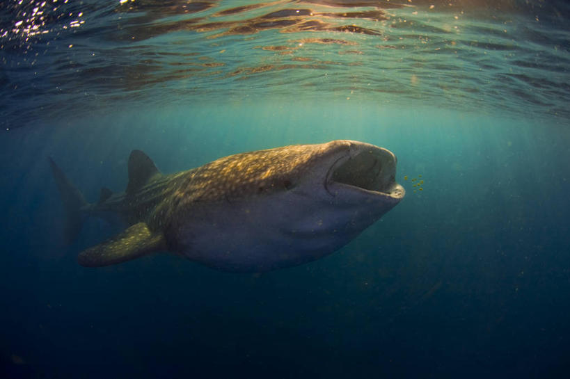 游泳,无人,横图,旅游,水下,海洋,鲨鱼,非洲,吉布提,鱼类,摄影,呼吸管,喂养,水中呼吸器,鲸鲨,冒险,彩图,旅行,水肺潜水