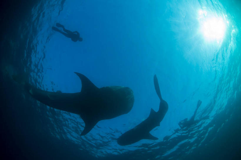 游泳,无人,横图,旅游,水下,海洋,鲨鱼,非洲,吉布提,鱼类,蓝色,潜水,摄影,呼吸管,剪影,喂养,水中呼吸器,鲸鲨,冒险,彩图,旅行,水肺潜水