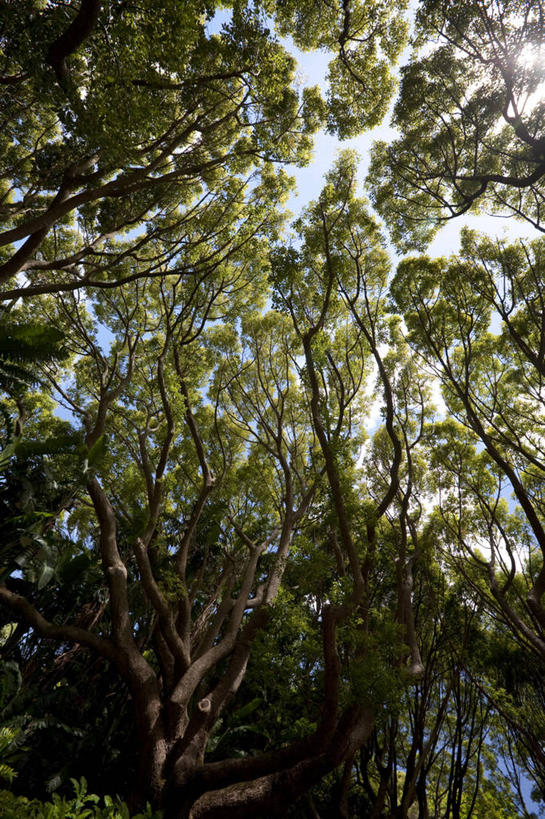 无人,果园,横图,室外,农业,山,山脉,路,车道,山谷,花,树,摄影,彩图