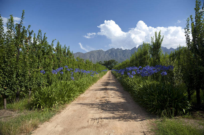 无人,果园,横图,室外,农业,山,山脉,路,车道,山谷,花,树,摄影,彩图