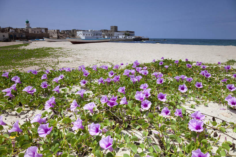 无人,横图,室外,沙漠,山,山脉,阿曼,悬崖,树,黄昏,摄影,中东,干的,波斯湾,塞拉莱,沙岩,岩石,彩图,阿拉伯半岛