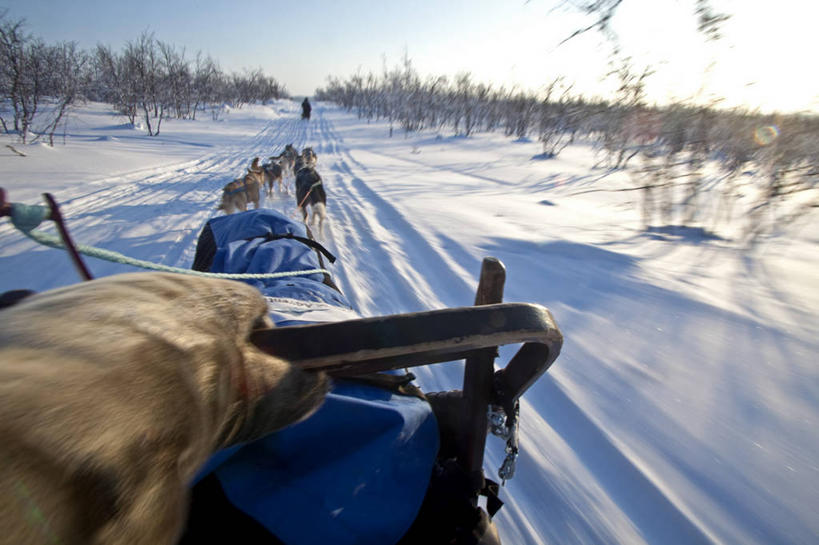 成年人,一个人,打电话,横图,室外,通讯,探险,北极,雪,狗,挪威,仅一个男性,天气,北,寒冷,摄影,斯堪的纳维亚,雪橇犬,斯堪狄纳维亚半岛,探险家,男人,电话机,彩图,旅行