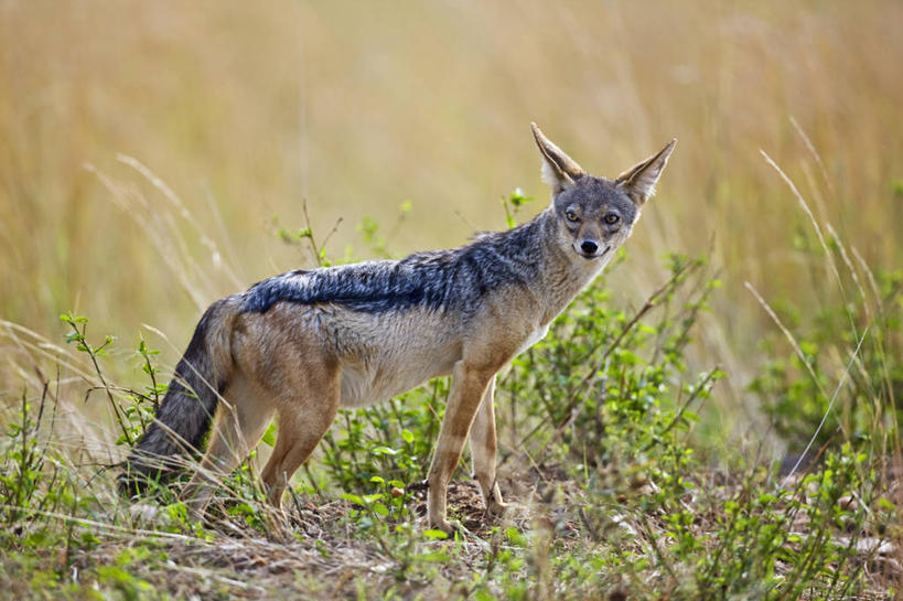 无人,横图,室外,哺乳动物,野生动物,非洲,肯尼亚,捕食,动物,摄影,考古学,杂食动物,豺,自然保护区,黑背豺,彩图,马赛马拉国家保护区