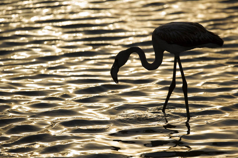 西方人,儿童,背,两个人,家庭,跑,横图,室外,快乐,纯洁,沙漠,欧洲,非洲,纳米比亚,黑人,欧洲人,沙子,沙丘,自然,背着,放松,可爱,童年,童趣,摄影,童真,烂漫,无邪,背负,纳米布沙漠,无忧无虑,冒险,天真,男孩,女孩,非洲人,彩图,旅行