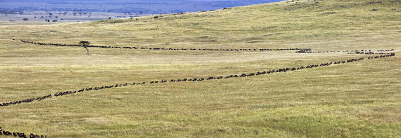 无人,横图,全景,室外,牧场,哺乳动物,野生动物,非洲,肯尼亚,列队,地形,风景,动物,平原,排队,摄影,迁徙,非洲大羚,野生动物保护区,自然保护区,蓝牛羚,彩图,马赛马拉国家保护区