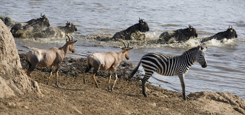 游泳,无人,横图,室外,鳄鱼,野生动物,非洲,肯尼亚,捕食,动物,摄影,迁徙,恐怖,非洲大羚,尼罗鳄,埋伏,自然保护区,蓝牛羚,恐惧,危险,彩图,马赛马拉国家保护区,罢工