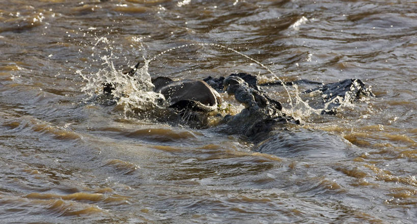 游泳,无人,横图,室外,鳄鱼,野生动物,非洲,肯尼亚,捕食,动物,摄影,迁徙,恐怖,非洲大羚,尼罗鳄,埋伏,自然保护区,恐惧,危险,彩图,马赛马拉国家保护区,罢工
