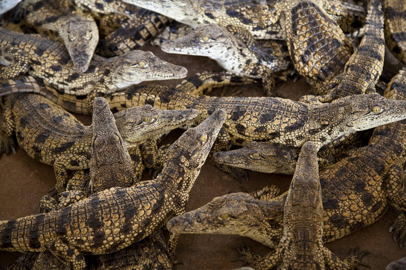 西方人,无人,横图,鳄鱼,野生动物,欧洲,非洲,纳米比亚,黑人,欧洲人,动物,摄影,尼罗鳄,非洲人,彩图