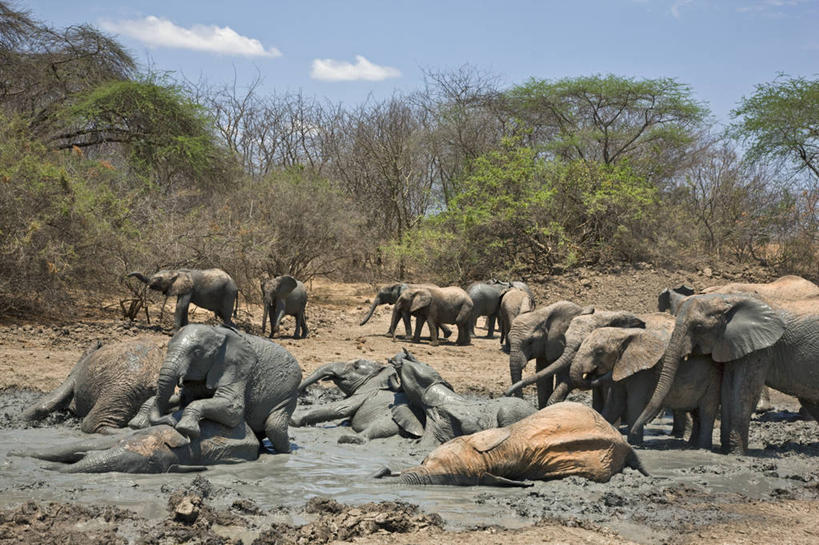 无人,横图,室外,友谊,野生动物,非洲,肯尼亚,动物,摄影,泥,国家公园,孤儿,象,彩图,动物行为