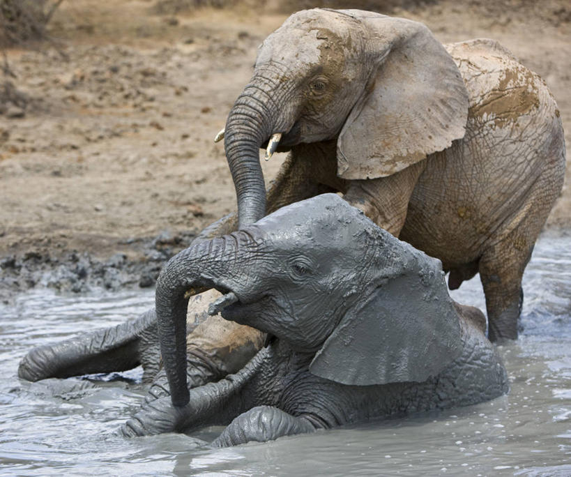 无人,横图,室外,友谊,野生动物,非洲,肯尼亚,动物,摄影,泥,国家公园,孤儿,象,彩图,动物行为