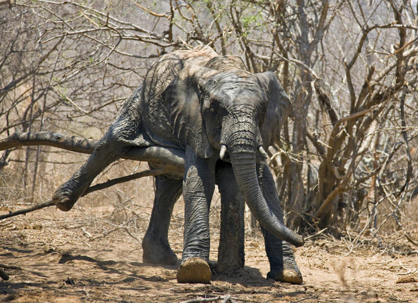无人,横图,室外,野生动物,非洲,肯尼亚,泥土,红色,动物,摄影,灰尘,泥,国家公园,孤儿,象,彩图,动物行为