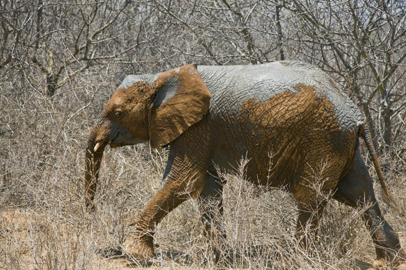无人,横图,室外,野生动物,非洲,肯尼亚,泥土,红色,动物,摄影,灰尘,泥,国家公园,孤儿,象,彩图,动物行为