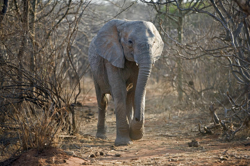 无人,横图,室外,野生动物,非洲,肯尼亚,动物,摄影,灌木,国家公园,干的,孤儿,象,彩图,动物行为