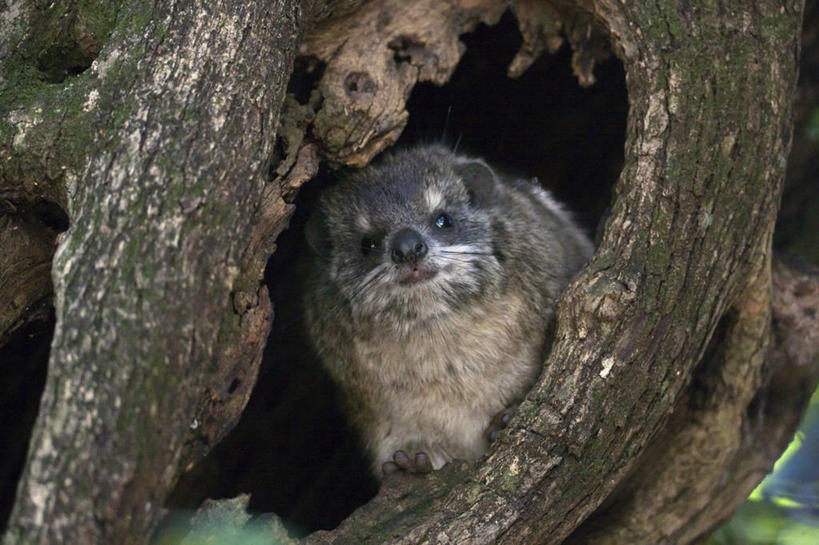 无人,横图,野生动物,肯尼亚,洞,首都,树,动物,摄影,蹄兔,监视,奈洛比,彩图,动物行为