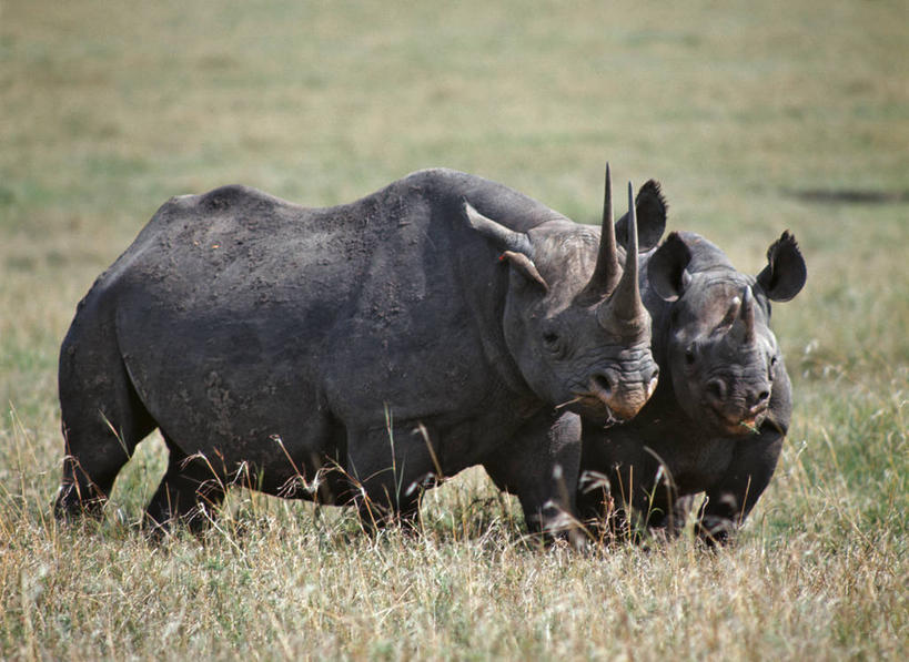 无人,横图,室外,雨,暴风雨,非洲,肯尼亚,鸟类,乌云,动物,摄影,国家公园,小牛,白犀牛,红嘴牛椋鸟,纳库鲁,犀牛,彩图,动物行为,共生关系