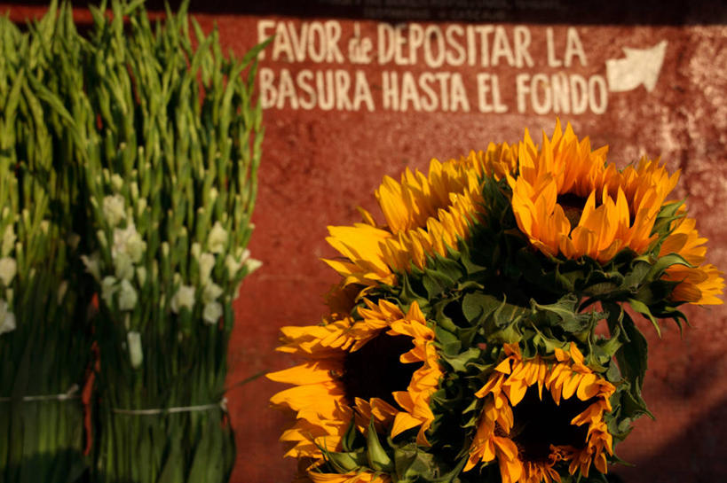 无人,横图,向日葵,墨西哥,市场,首都,货摊,花,摄影,拉丁美洲,墨西哥城,彩图