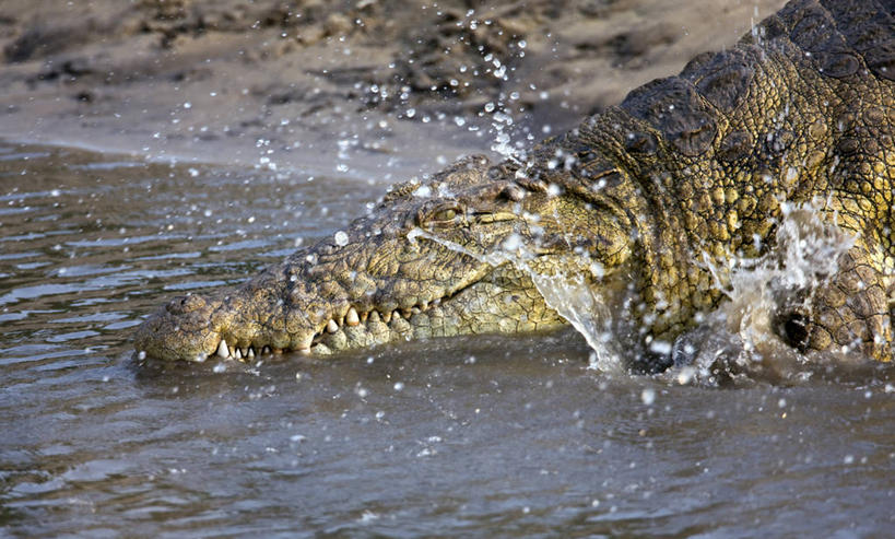 无人,横图,室外,河流,鳄鱼,野生动物,非洲,坦桑尼亚,溅,捕食,动物,摄影,国家公园,尼罗鳄,危险,彩图,动物行为