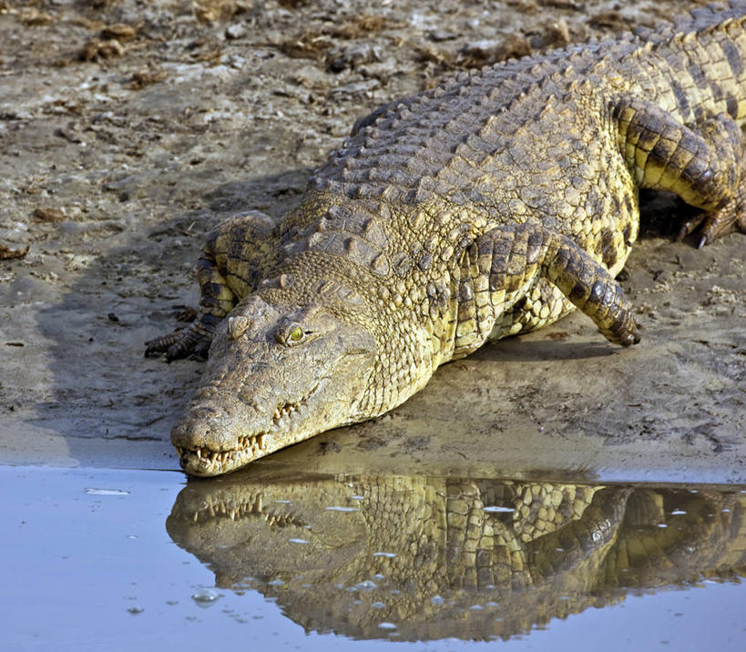 无人,横图,室外,河流,水,鳄鱼,野生动物,非洲,坦桑尼亚,反射,捕食,动物,摄影,国家公园,尼罗鳄,危险,彩图