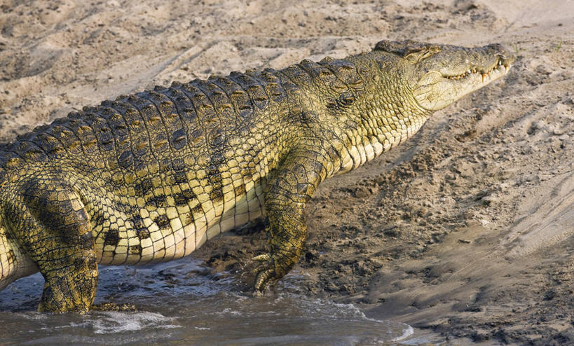 无人,横图,室外,鳄鱼,野生动物,非洲,坦桑尼亚,捕食,河岸,动物,摄影,国家公园,尼罗鳄,危险,彩图
