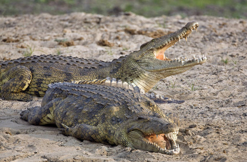 无人,躺,横图,室外,鳄鱼,野生动物,非洲,坦桑尼亚,捕食,沙子,河岸,动物,打开,摄影,国家公园,开启,尼罗鳄,危险,彩图,动物行为