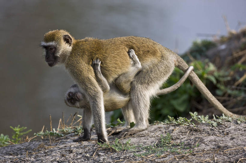 无人,竖图,室外,鸟,野生动物,非洲,坦桑尼亚,鸟类,斑点,摄影,国家公园,珍珠鸡,鹫珠鸡,彩图