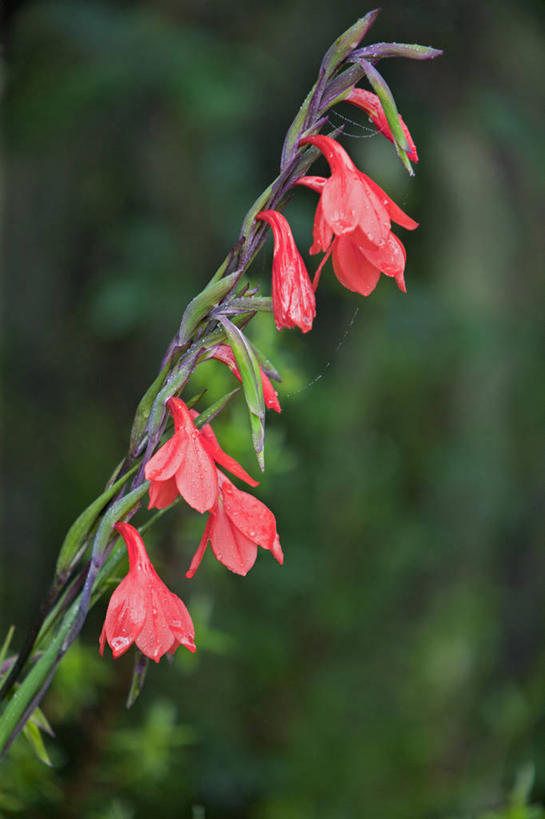 无人,竖图,室外,雨,非洲,肯尼亚,蜘蛛网,野花,花,摄影,剑兰,东非,彩图