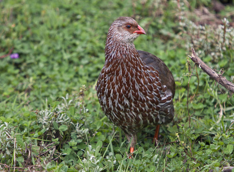 头发,无人,横图,室外,野生动物,猪,非洲,肯尼亚,野猪,黑色,动物,摄影,丑陋,东非,彩图