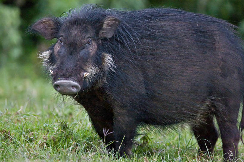 头发,无人,横图,室外,野生动物,猪,非洲,肯尼亚,野猪,黑色,动物,摄影,丑陋,东非,彩图