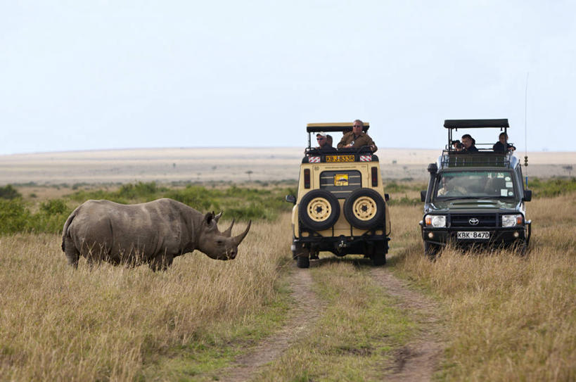 横图,旅游,野生动物,非洲,肯尼亚,行人,游客,游人,路人,旅客,刺激,动物,摄影,黑犀牛,东非,濒危物种,过客,犀牛,彩图,马赛马拉国家保护区
