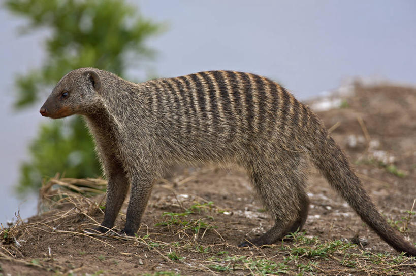 无人,横图,室外,野生动物,非洲,肯尼亚,捕食,动物,摄影,猫鼬,非洲獴,东非,彩图,马赛马拉国家保护区