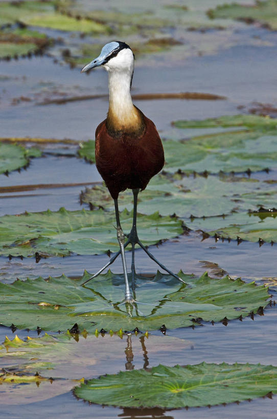 无人,竖图,睡莲,野生动物,非洲,肯尼亚,鸟类,摄影,水禽,东非,非洲水雉,彩图,尼扬扎省