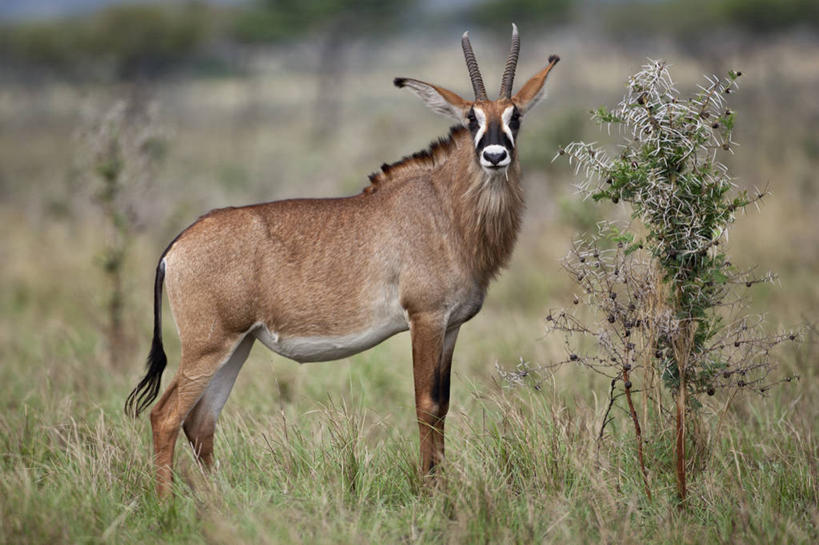 无人,教堂,横图,夜晚,城市,建筑,雕塑,美国,雕像,纪念碑,塔,尖顶,摄影,宗教,纪念,留念,照亮,北美,北美洲,犹他州,美洲,怀念,首府,青铜,北亚美利加洲,亚美利加洲,犹他,蜂窝之州,蜂房州,盐湖城,摩门教堂,彩图,美利坚合众国