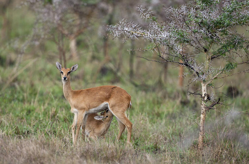 无人,竖图,野生动物,非洲,肯尼亚,摄影,东非,彩图,南非大鸨