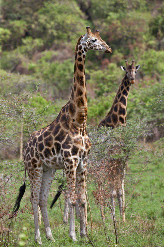 无人,竖图,哺乳动物,长颈鹿,野生动物,非洲,肯尼亚,动物,摄影,活泼,东非,罗氏长颈鹿,乌干达长颈鹿,巴林戈长颈鹿,彩图