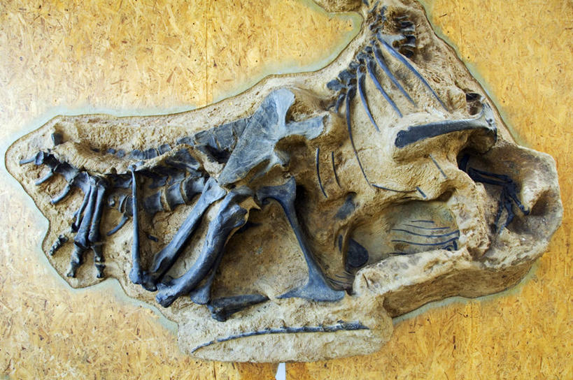 无人,公园,横图,室外,美国,化石,骨头,历史,自然,摄影,恐龙,考古学,北美,北美洲,国家公园,美洲,科罗拉多州,科罗拉多,北亚美利加洲,亚美利加洲,犹他,百年州,保护区,侏罗纪,国家恐龙化石保护区,恐龙国家保护区,恐龙国家公园,恐龙国家纪念公园,地质学,彩图,美利坚合众国