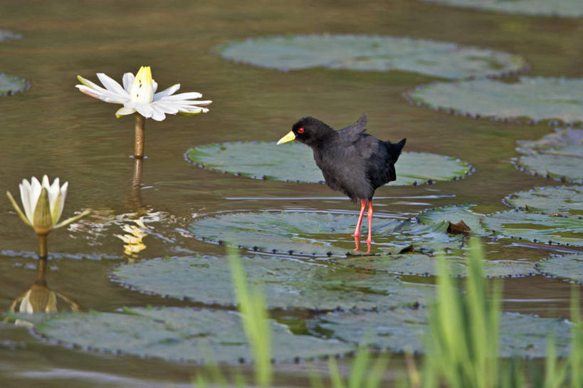 无人,横图,睡莲,野生动物,非洲,肯尼亚,鸟类,摄影,水禽,东非,黑秧鸡,彩图,白睡莲,尼扬扎省