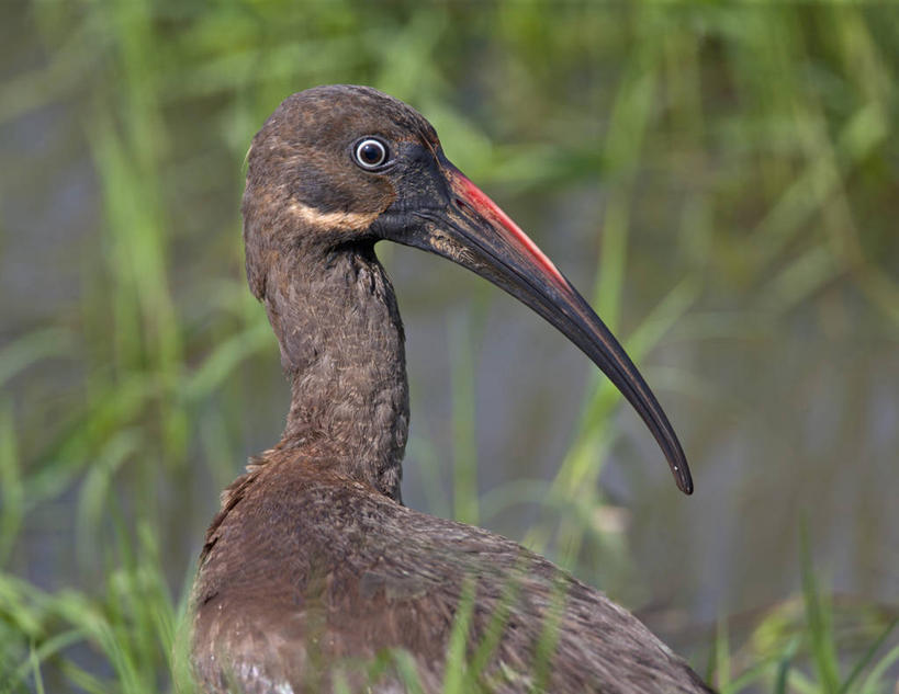 无人,横图,野生动物,非洲,肯尼亚,鸟类,摄影,水禽,朱鹭,东非,凤头鸠,彩图,尼扬扎省