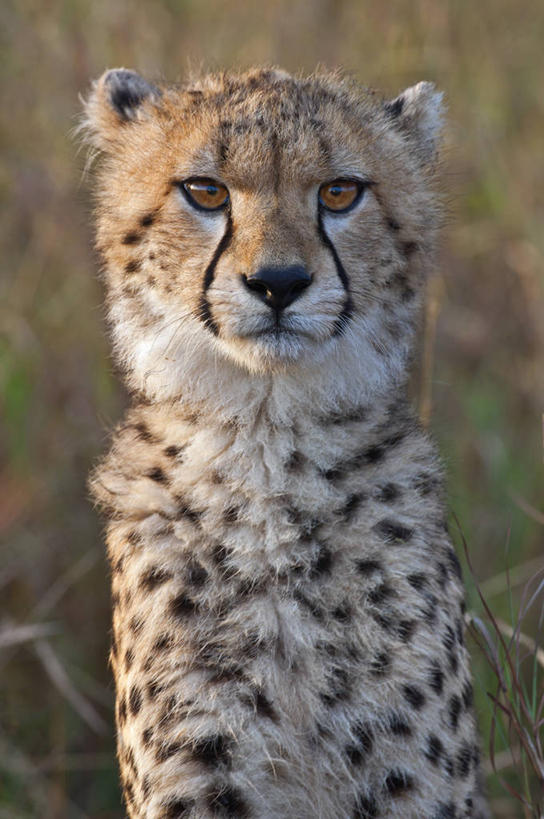 眼睛,眉毛,睫毛,无人,竖图,野生动物,鹰,肯尼亚,瞳孔,鸟类,眼部,摄影,黑胸短趾雕,睫,眉,眼,眼睫毛,眼眉,彩图,马赛马拉国家保护区,眼眉毛