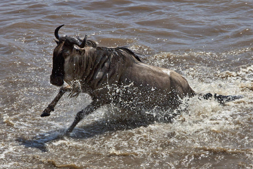 游泳,无人,横图,室外,野生动物,肯尼亚,摄影,活动,迁徙,非洲大羚,彩图,马赛马拉国家保护区
