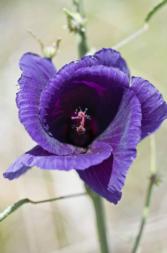 无人,竖图,室外,睡莲,肯尼亚,野花,花,白色,摄影,彩图,马赛马拉国家保护区