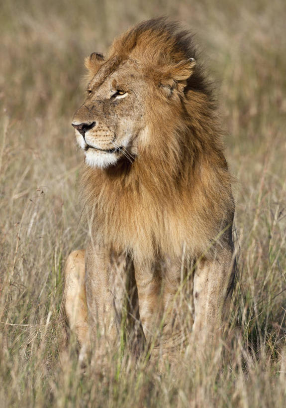 无人,竖图,野生动物,狮子,肯尼亚,捕食,摄影,野猫,彩图,马赛马拉国家保护区