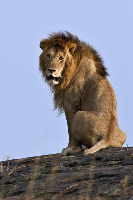 无人,横图,野生动物,非洲,肯尼亚,动物,摄影,白犀牛,犀牛,彩图