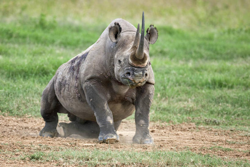 无人,横图,哺乳动物,野生动物,非洲,肯尼亚,昆虫,动物,摄影,小牛,益虫,白犀牛,犀牛,彩图