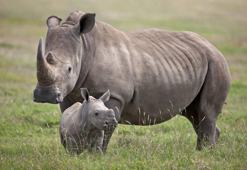 无人,横图,哺乳动物,野生动物,非洲,肯尼亚,昆虫,动物,摄影,小牛,益虫,白犀牛,犀牛,彩图