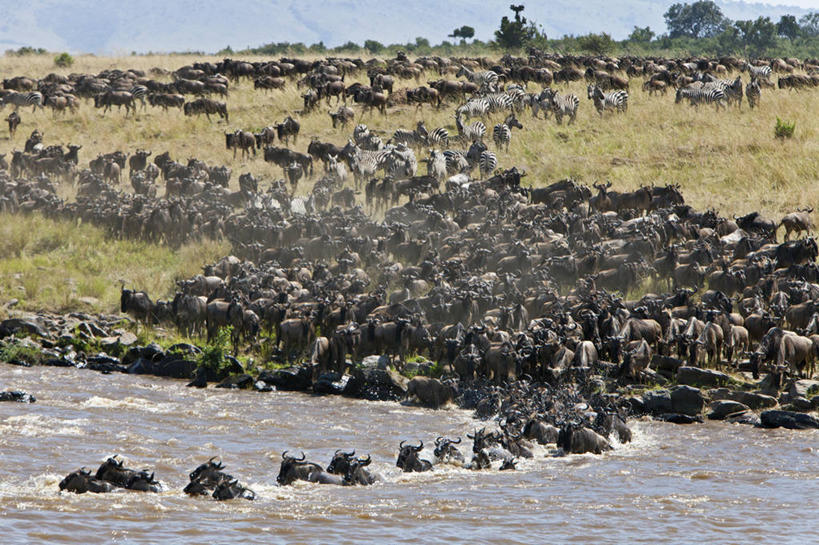 游泳,无人,竖图,室外,野生动物,肯尼亚,羚羊,摄影,迁徙,非洲大羚,彩图,马赛马拉国家保护区